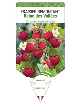 FRAISIER REMONTANT REINE DES VALLÉES