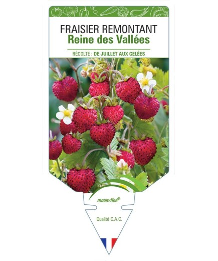 FRAISIER REMONTANT REINE DES VALLÉES