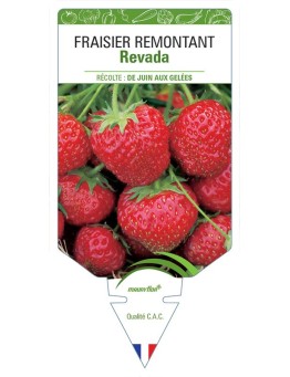 FRAISIER REVADA