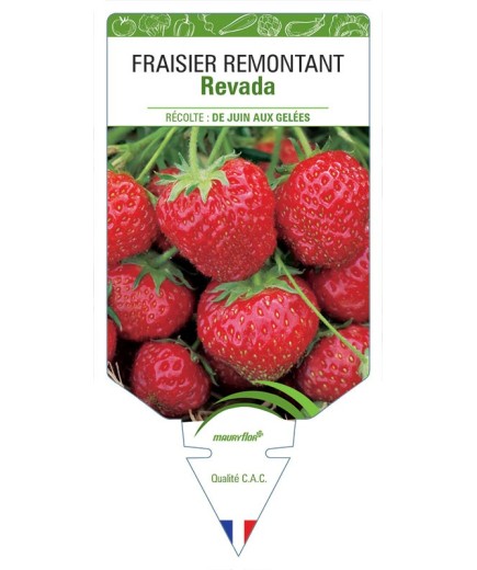 FRAISIER REVADA