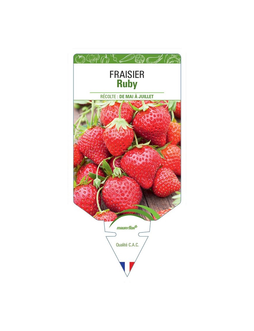 FRAISIER RUBY