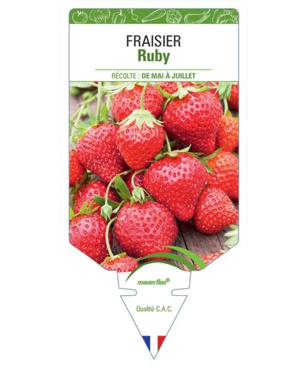 FRAISIER RUBY