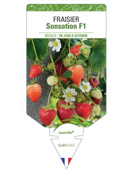 FRAISIER SONSATION F1