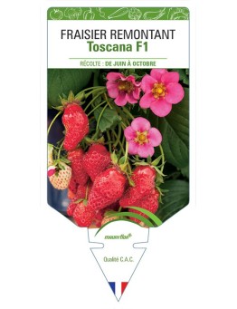 FRAISIER TOSACANA F1
