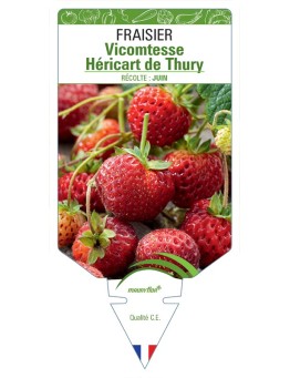 FRAISIER VICOMTESSE HÉRICART DE THURY