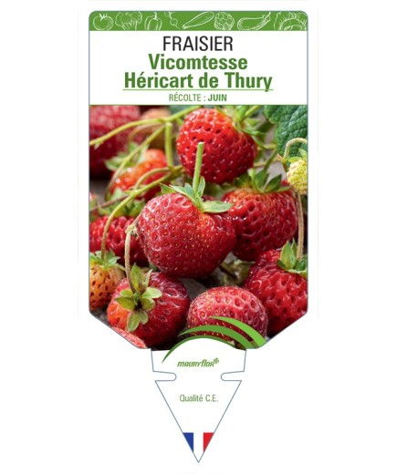 FRAISIER VICOMTESSE HÉRICART DE THURY