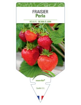 FRAISIER PERLO