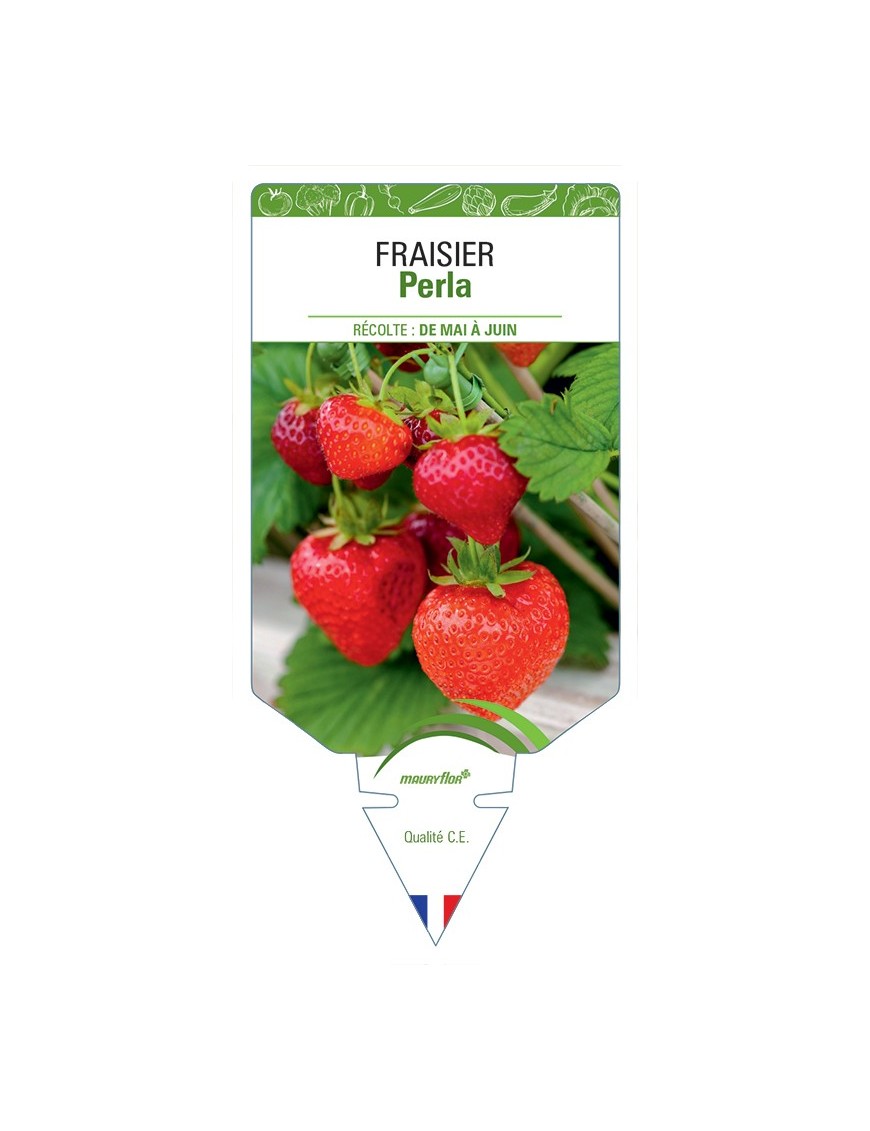 FRAISIER PERLA