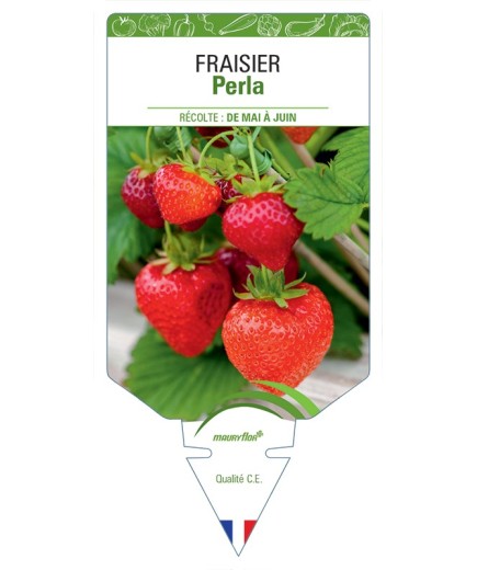 FRAISIER PERLO
