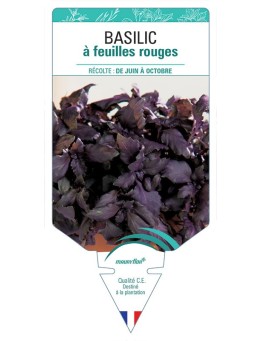 BASILIC À FEUILLES ROUGES