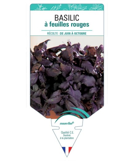 BASILIC À FEUILLES ROUGES