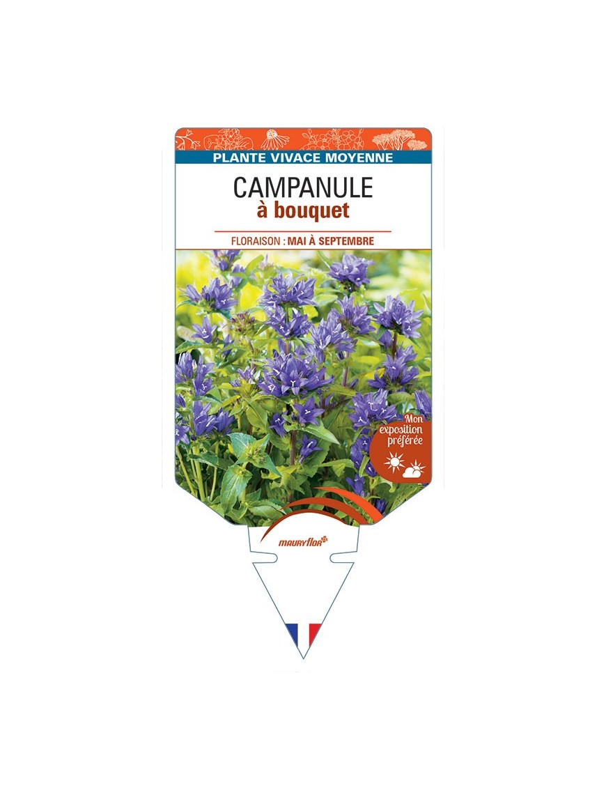 CAMPANULE à bouquet (violet) *