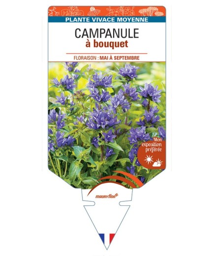 CAMPANULE à bouquet (violet) *
