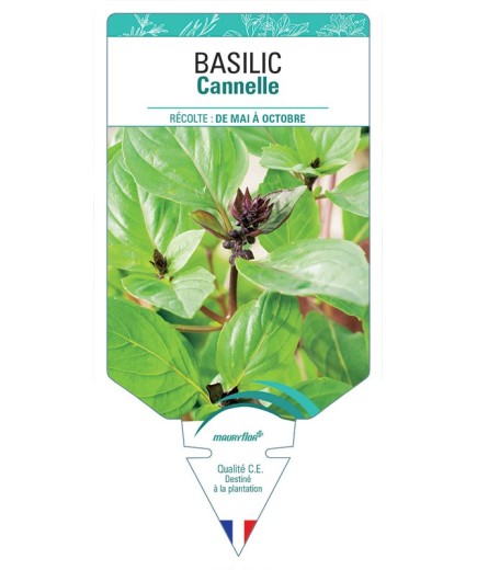 BASILIC CANELLE