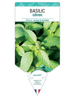 BASILIC CITRON