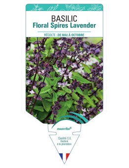 BASILIC FLORAL SPIRES LAVENDER