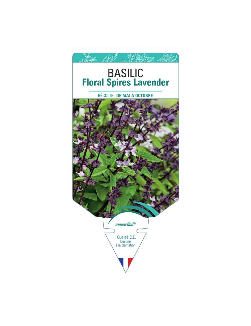 BASILIC FLORAL SPIRES LAVENDER