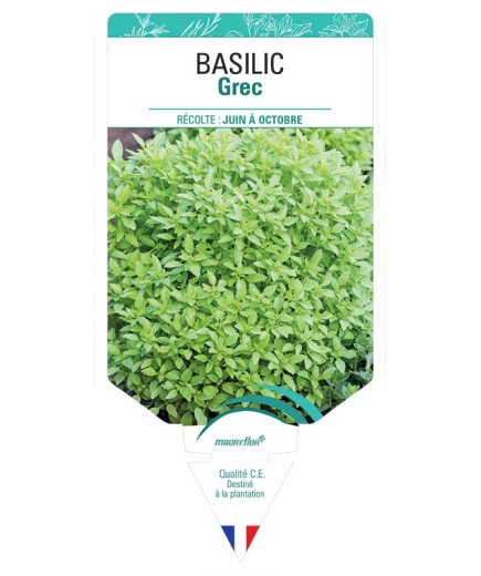 BASILIC GREC