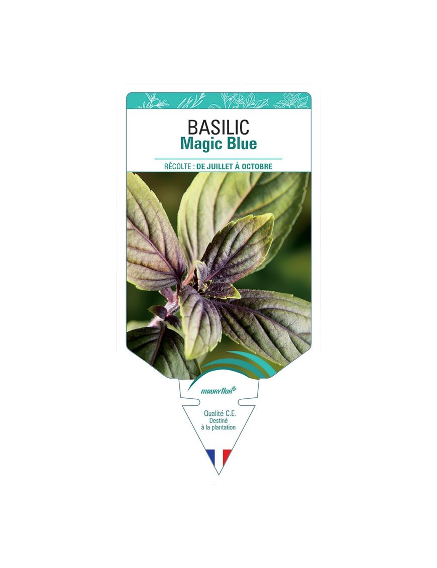 BASILIC MAGIC BLUE