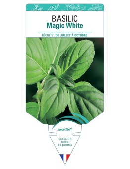 BASILIC MAGIC WHITE