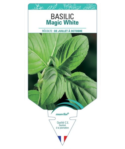 BASILIC MAGIC WHITE