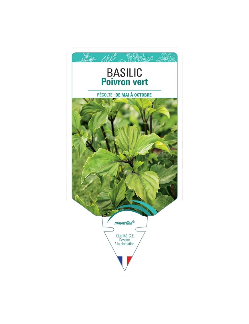 BASILIC POIVRON VERT