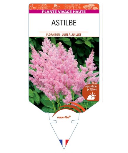 ASTILBE (rose) *