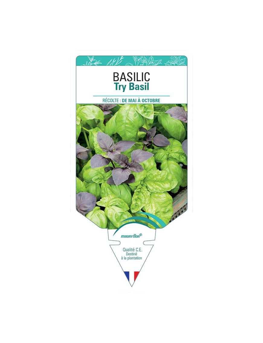 BASILIC TRY BASIL