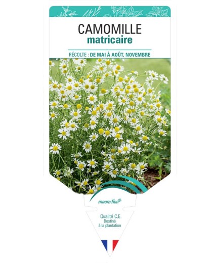 CAMOMILLE MATRICAIRE