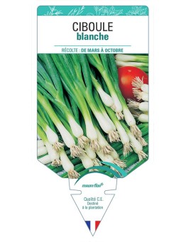 CIBOULE BLANCHE