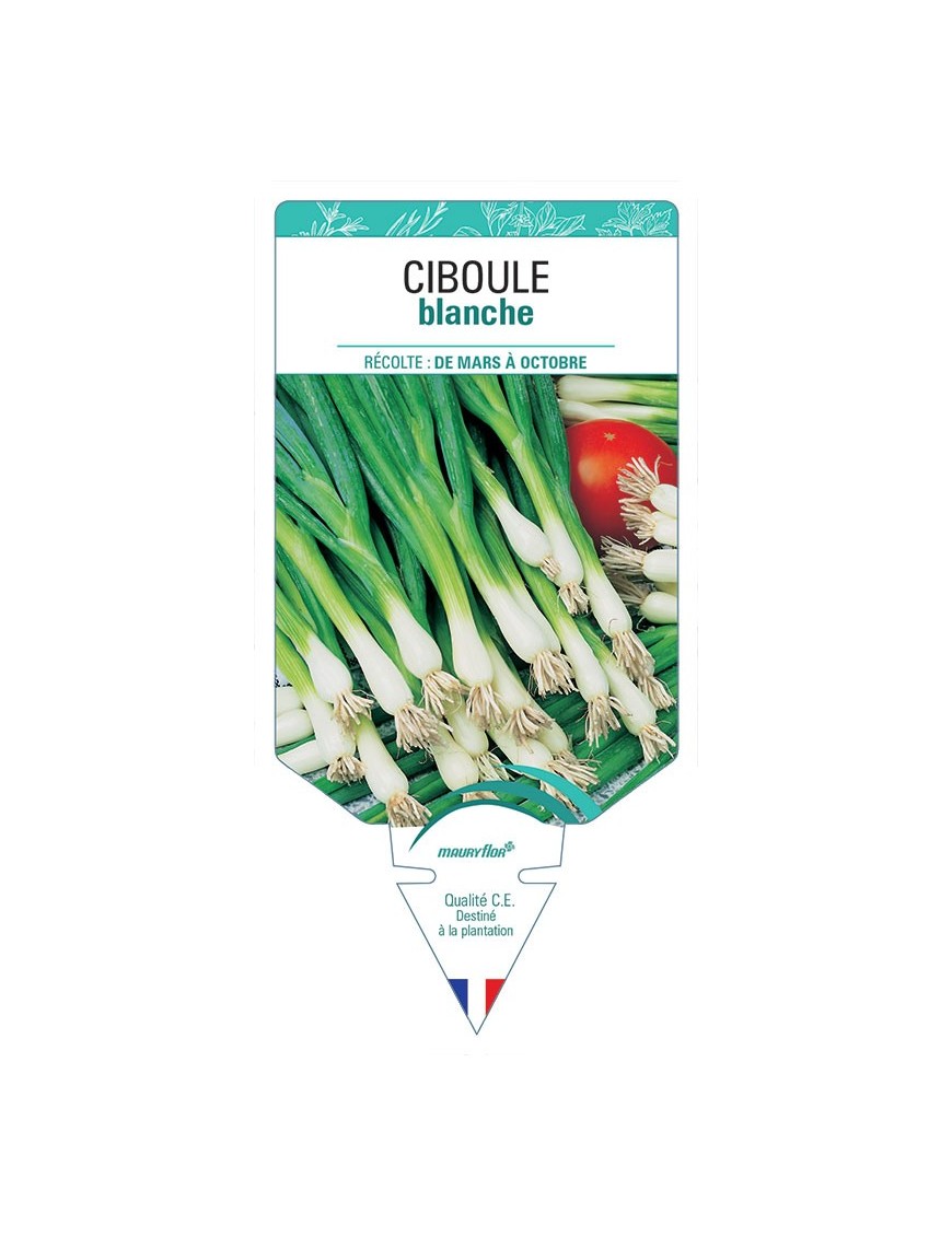 CIBOULE BLANCHE