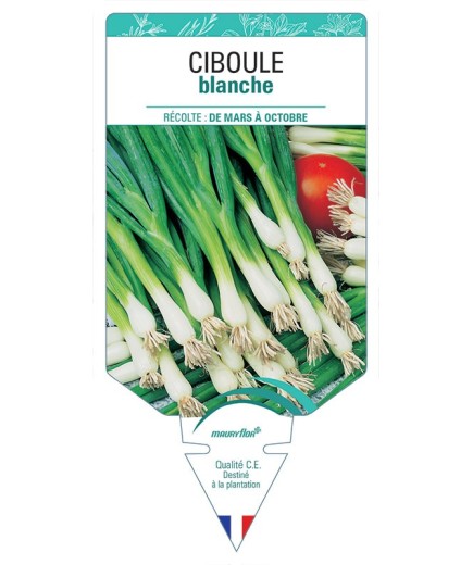 CIBOULE BLANCHE