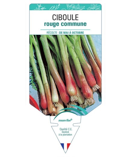 CIBOULE ROUGE COMMUNE