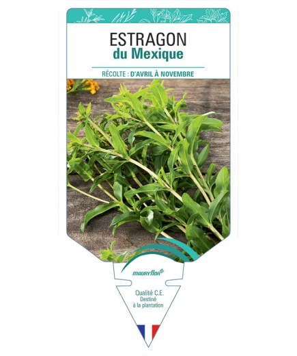 ESTRAGON DU MEXIQUE