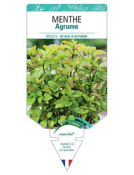 MENTHE AGRUME