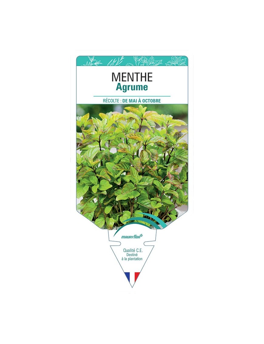 MENTHE AGRUME