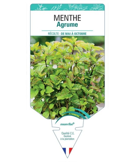 MENTHE AGRUME