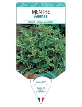MENTHE ANANAS