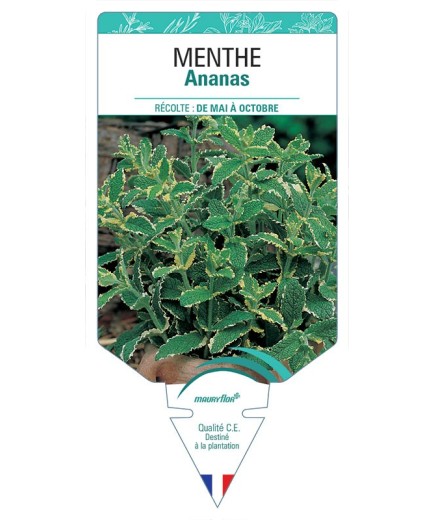 MENTHE ANANAS