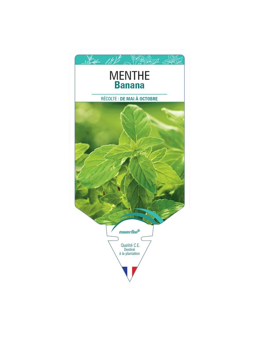 MENTHE BANANA