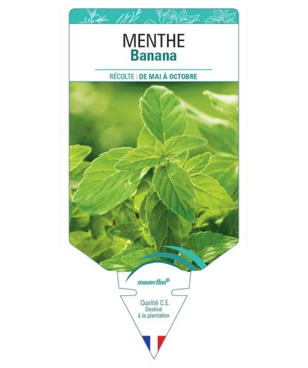 MENTHE BANANA