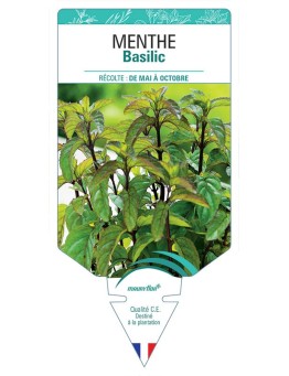 MENTHE BASILIC