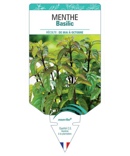 MENTHE BASILIC