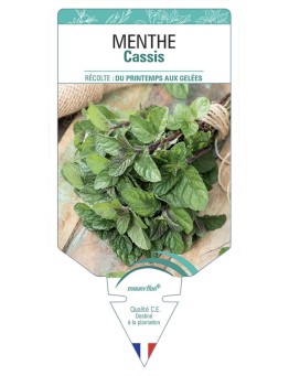 MENTHE CASSIS