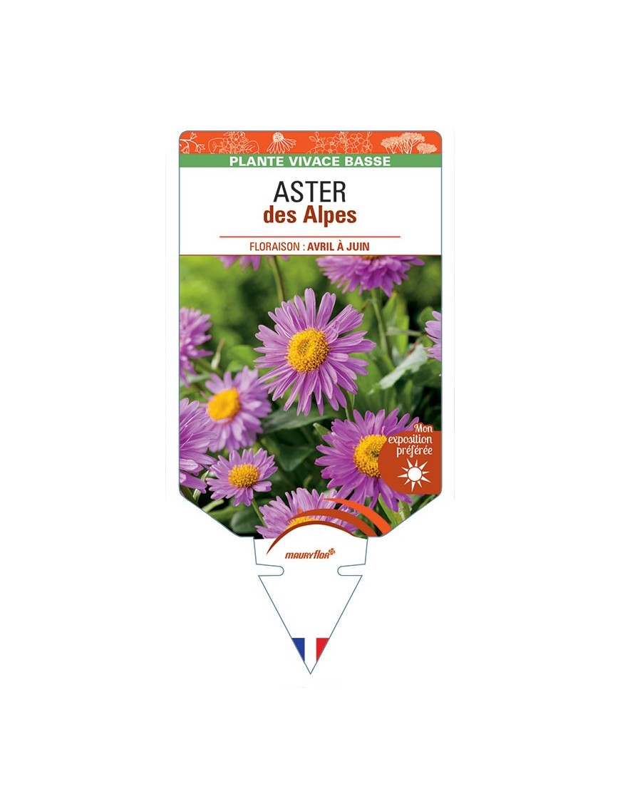 ASTER DES ALPES (rose) *