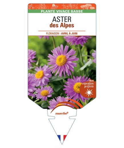 ASTER DES ALPES (rose) *