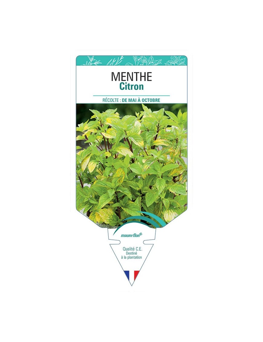 MENTHE CITRON