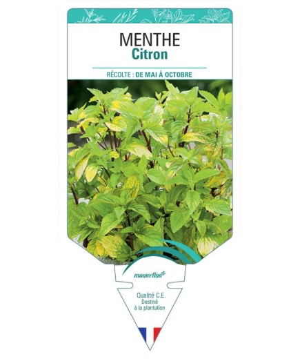 MENTHE CITRON