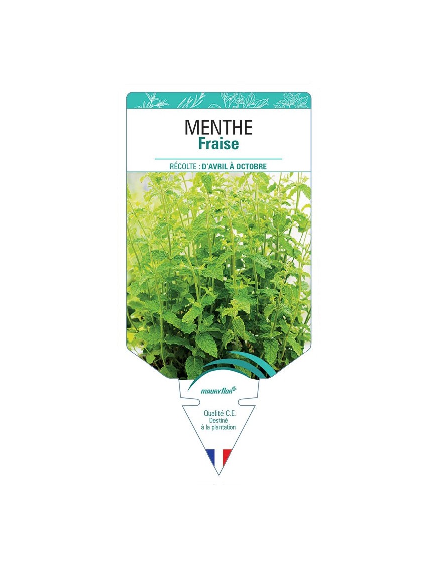MENTHE FRAISE