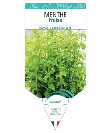 MENTHE FRAISE